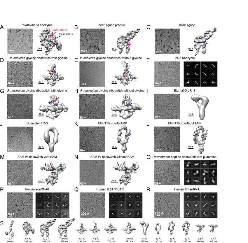 Scientific visualization related to RNA research
